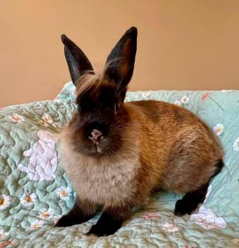 Soy Sauce -  Lionhead Rabbit for Adoption in Saint Charles, Missouri - Soy Sauce | PetCurious
