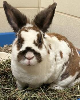 Wintroo -  Mini Rex and Lionhead Rabbit for Adoption in Novato, California - Wintroo | PetCurious