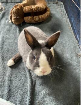 Dutch Rabbits Available for Adoption in Santa Cruz, California - Lil Bun | PetCurious
