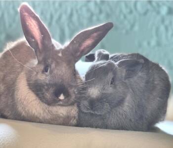 Gunner -  Bunny Rabbit Rabbit for Adoption in Dallas, Pennsylvania - Gunner | PetCurious