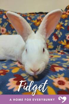 Fidget -  New Zealand Rabbit for Adoption in Ankeny, Iowa - Fidget | PetCurious