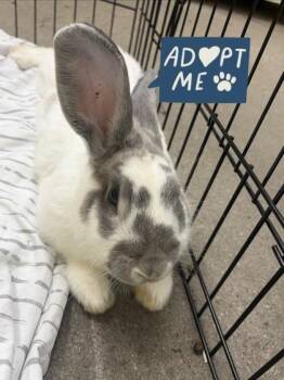 Honeybun -  Rex Rabbit for Adoption in Lowell, Massachusetts - Honeybun | PetCurious