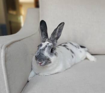 Rescue Bunny Rabbit Rabbits for Adoption - Marble | PetCurious