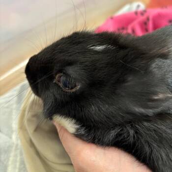 Todd 1 -  Bunny Rabbit Rabbit for Adoption in Richmond, California - Todd 1 | PetCurious