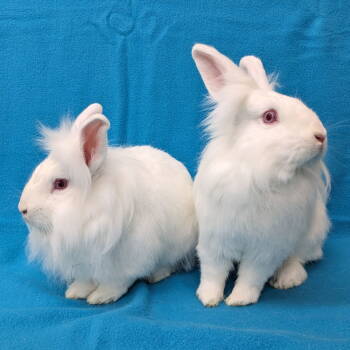 Rescue American and Lionhead Rabbits for Adoption in Antioch, California - Selina | PetCurious