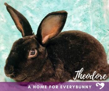 Rex Rabbits Available for Adoption in Ankeny, Iowa - Theodore | PetCurious