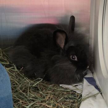 Lionhead Rabbits Available for Adoption in St. Louis, Missouri - THUMPER | PetCurious
