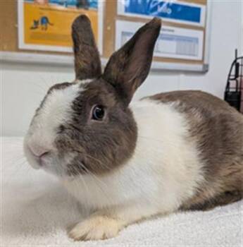 A883716 -  Bunny Rabbit Rabbit for Adoption in Camarillo, California - A883716 | PetCurious