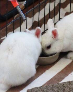 Mallow & Magnolia -  Netherland Dwarf Rabbit for Adoption in Novato, California - Mallow & Magnolia | PetCurious