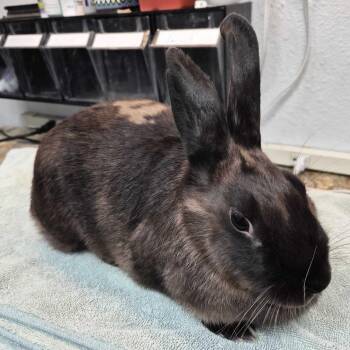 Ashley -  American Sable Rabbit for Adoption in San Diego, California - Ashley | PetCurious