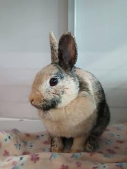 Dwarf Rabbits Available for Adoption in Chicago, Illinois - Prickley Pear | PetCurious