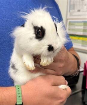 Bunny Rabbit Rabbits Available for Adoption in Camarillo, California - A879354 | PetCurious