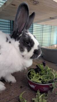 Rescue English Spot Rabbits for Adoption in Pittsburgh, Pennsylvania - Ridori | PetCurious