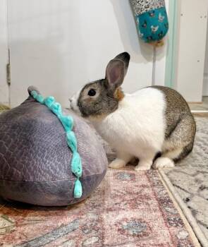 New Zealand Rabbits Available for Adoption in Saint Charles, Missouri - Honky Tonky | PetCurious