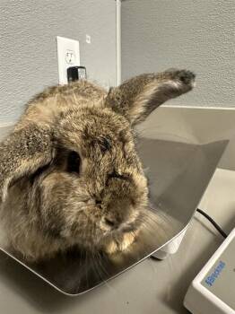WALDO -  Bunny Rabbit Rabbit for Adoption in Las Vegas, Nevada - WALDO | PetCurious