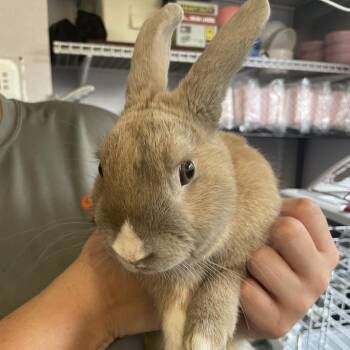 Pierre -  Rex Rabbit for Adoption in Port Charlotte, Florida - Pierre | PetCurious