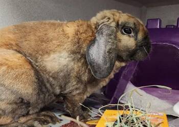 English Lop Rabbits Available for Adoption - TRUFFLES | PetCurious