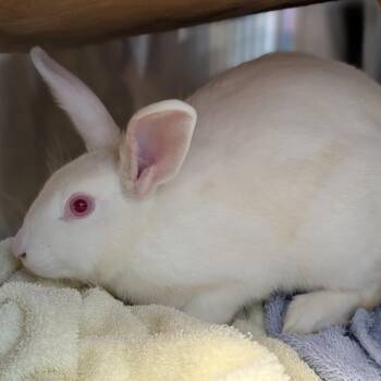 Penny -  American Rabbit for Adoption in Pittsburgh, Pennsylvania - Penny | PetCurious