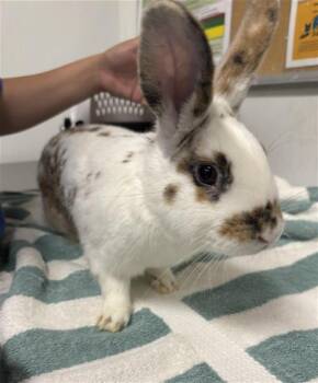 CINNAMON -  Bunny Rabbit Rabbit for Adoption in Camarillo, California - CINNAMON | PetCurious