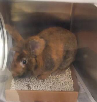 TYANNA -  Lionhead Rabbit for Adoption in St. Louis, Missouri - TYANNA | PetCurious