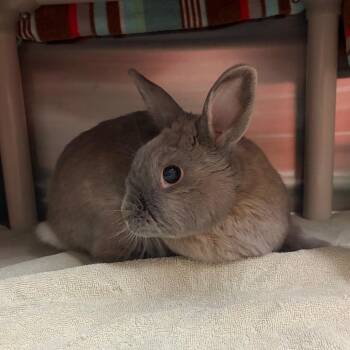 American Rabbits Available for Adoption in Council Bluffs, Iowa - Bun Bun | PetCurious