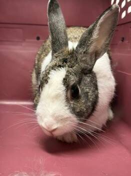 Fable -  Bunny Rabbit Rabbit for Adoption in Lafayette, Indiana - Fable | PetCurious