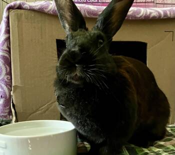 Rescue Bunny Rabbit Rabbits for Adoption in San Jose, California - Charlotte | PetCurious