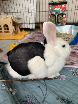 Rescue Bunny Rabbit Rabbits for Adoption in Santa Cruz, California - BEAUCOUP (A1379622) | PetCurious