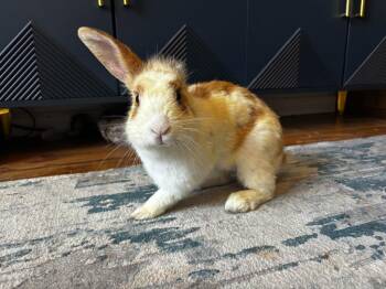 Bonnie Raitt -  English Spot Rabbit for Adoption in Santa Cruz, California - Bonnie Raitt | PetCurious