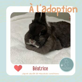 American Rabbits Available for Adoption - Béatrice  | PetCurious