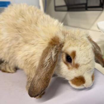 Sir Snuggles -  American Rabbit for Adoption in Tampa, Florida - Sir Snuggles | PetCurious