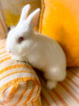 Rescue Florida White Rabbits for Adoption in Columbia, Tennessee - Dolly Parton | PetCurious