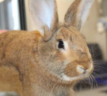 Bunny Rabbit Rabbits Available for Adoption in Mississauga, Ontario - Padme | PetCurious