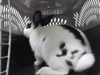 ALDO LEOPOLD -  Bunny Rabbit Rabbit for Adoption in Omaha, Nebraska - ALDO LEOPOLD | PetCurious