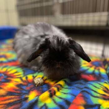 American Fuzzy Lop Rabbits Available for Adoption in Milan, Illinois - Froot Loops | PetCurious