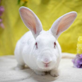 Mini Rex Rabbits Available for Adoption in San Diego, California - Camilo (bonded To Ms. Peep) | PetCurious