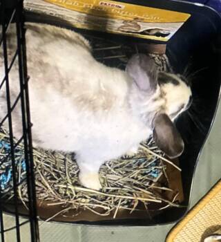 Legend -  English Spot Rabbit for Adoption in San Antonio, Texas - Legend | PetCurious