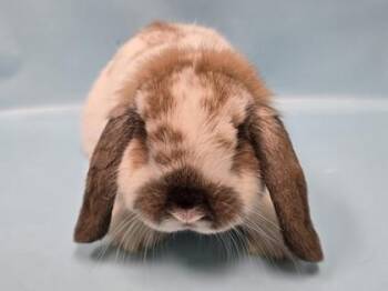 Graham -  Holland Lop Rabbit for Adoption in Woodbury, Minnesota - Graham | PetCurious