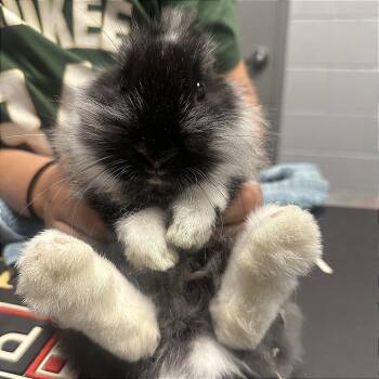 Lionhead and Mini Rex Rabbits Available for Adoption in Chicago, Illinois - Jeffrey | PetCurious