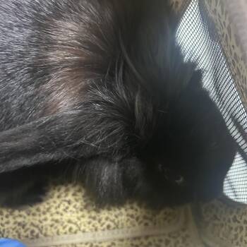 Lionhead Rabbits Available for Adoption in Philadelphia, Pennsylvania - Bon Bon | PetCurious