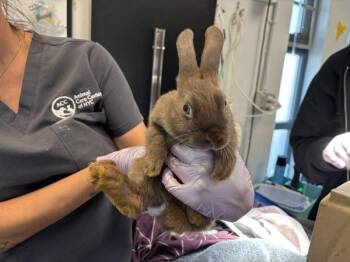 South Carolina -  Bunny Rabbit Rabbit for Adoption in New York, New York - South Carolina | PetCurious