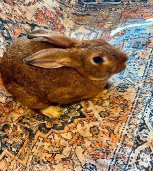 Chilli Cheese -  New Zealand Rabbit for Adoption in Saint Charles, Missouri - Chilli Cheese | PetCurious