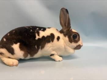 Hershey -  Bunny Rabbit Rabbit for Adoption in Minneapolis, Minnesota - Hershey | PetCurious