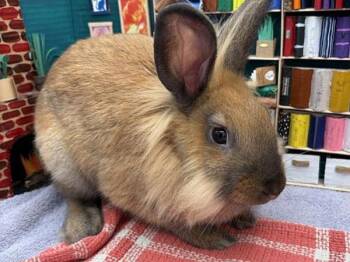Lionhead Rabbits Available for Adoption in Portland, Oregon - Juice | PetCurious