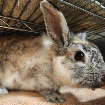 Bunny Rabbit Rabbits Available for Adoption in Asheville, North Carolina - Ivy | PetCurious