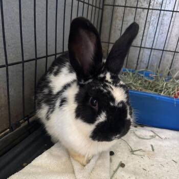 Keroppi -  English Spot Rabbit for Adoption in Richmond, California - Keroppi | PetCurious
