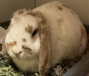 WHISKY -  Bunny Rabbit and Mini Lop Rabbit for Adoption - WHISKY | PetCurious