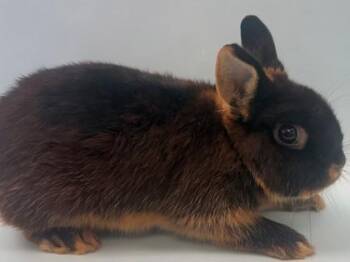 Lady Bug -  Dwarf Rabbit for Adoption in Woodbury, Minnesota - Lady Bug | PetCurious