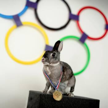 Judy Hopps -  Britannia Petite Rabbit for Adoption in Warwick, Rhode Island - Judy Hopps | PetCurious