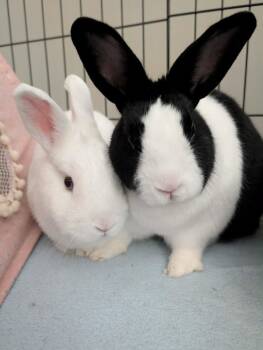 Bart & Luna -  Dutch and Netherland Dwarf Rabbit Available for Adoption in Ottawa, Ontario - Bart & Luna | PetCurious